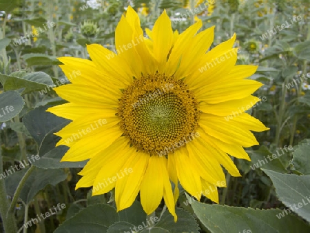 Sonnenblume - angebaut auf einem Feld