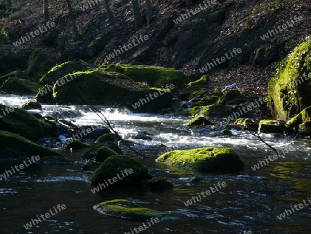 Flu?, Wald, Felsen