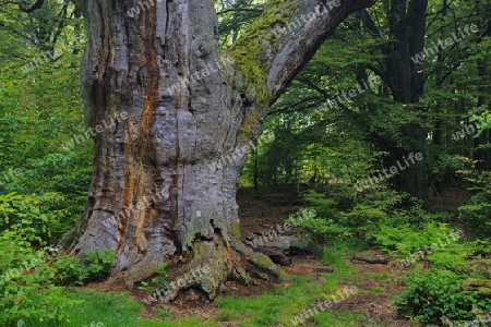 ca. 800 Jahre alte Buche, Fagus, Urwald Sababurg, Hessen, Deutschland