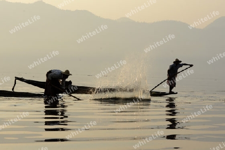 Fishermen at sunrise in the Landscape on the Inle Lake in the Shan State in the east of Myanmar in Southeastasia.