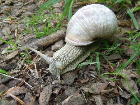 Weinbergschnecke