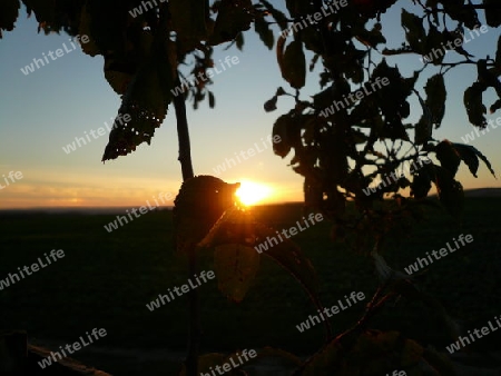 Baum, Sonne