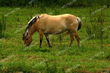 pferd beim grasen