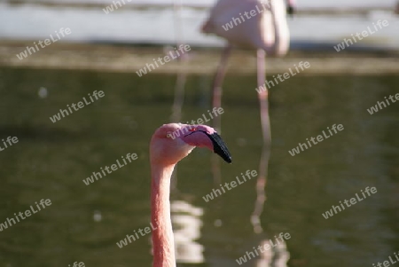 rosaflamingo - phoenicopterus roseus