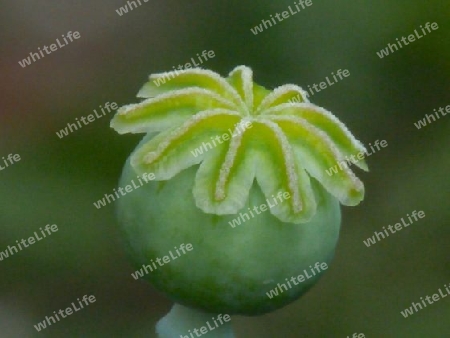 Mohn Samenkapsel P6160737