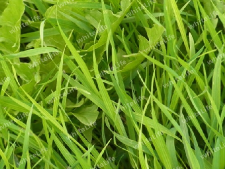 Gras