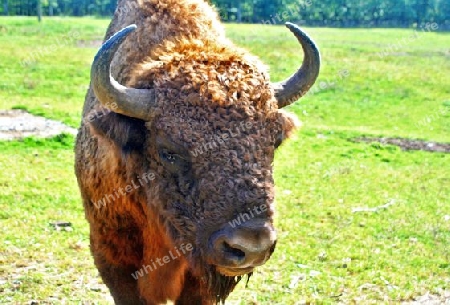 Bison