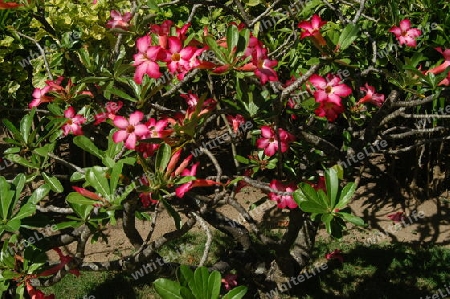 W?stenrose - Adenium obesum