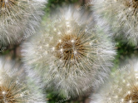 Pusteblume anders