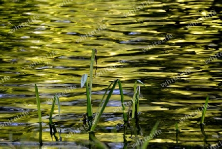 green water