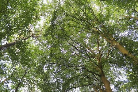 Beautiful view into a dense green forest with bright sunlight casting deep shadow.