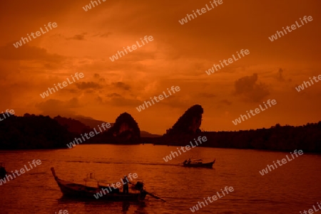 The mangroves at a lagoon near the City of Krabi on the Andaman Sea in the south of Thailand. 