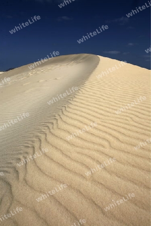 the Sanddunes of Corralejo in the north of the Island Fuerteventura on the Canary island of Spain in the Atlantic Ocean.