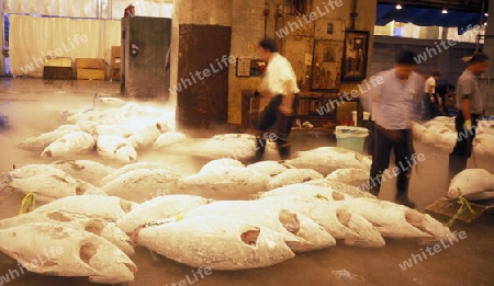 Tuna Fish at the Tsukiji Fishmarket in the City of Tokyo in Japan in Asia,