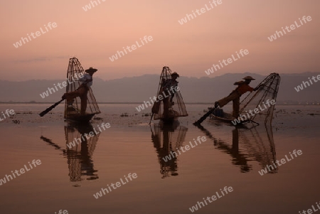 Fishermen at sunrise in the Landscape on the Inle Lake in the Shan State in the east of Myanmar in Southeastasia.