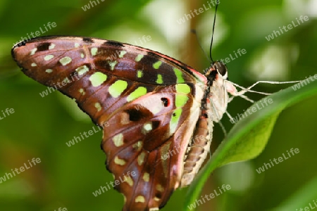 Schmetterling