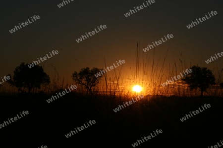 Sonnenuntergang in der afrikanischen Steppe