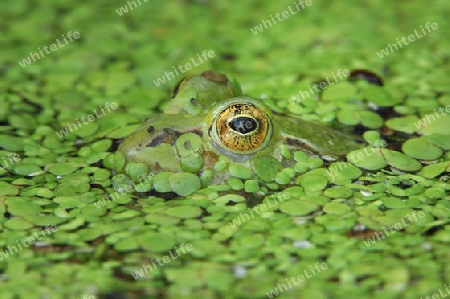 Frosch