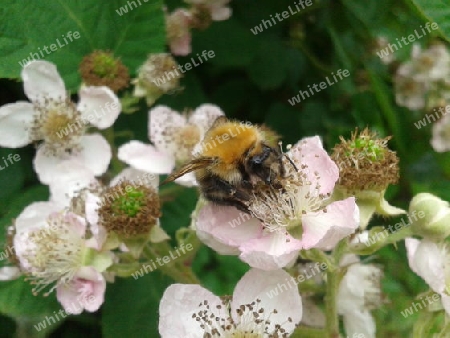 Hummel auf Brombeerbl?te II