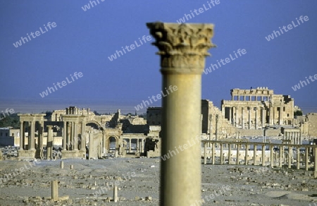 Die Ruinen von Palmyra in der Wueste Faydat in Syrien im Mittleren Osten in Arabien.