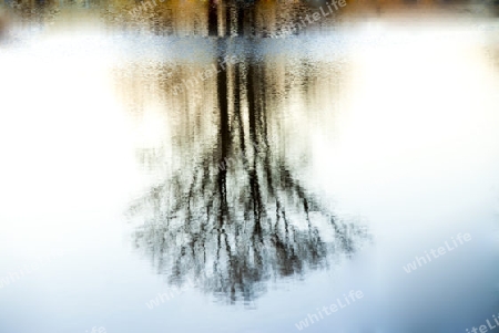 Winter Tree  with reflection in water