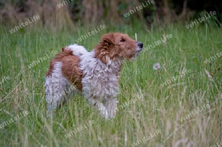 Foxterrier