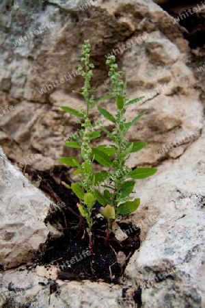 Alpenflora