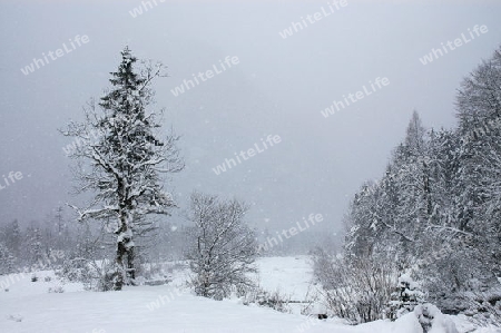 Baum am K?nigssee