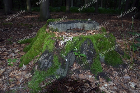 Baumstumpf voller Leben