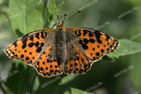 Schmetterling