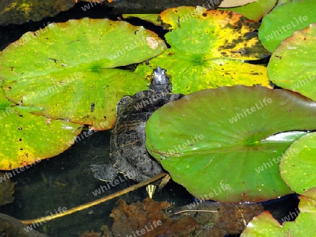 Japanische Garten - Schildkr?te im Wasser, umgeben von Wasserpflanzen