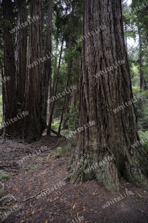 Vegetation und Kustenmammutbaeume, Redwoods,  Sequoia sempervirens, Muir Woods Nationalpark, Kalifornien, USA