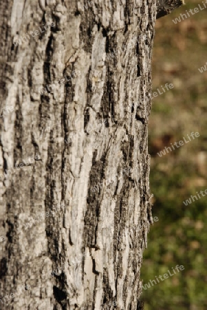 Bark