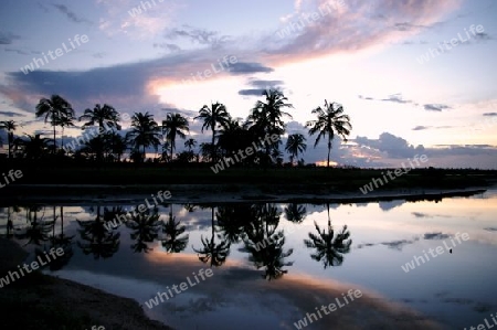 Palm-Sunset