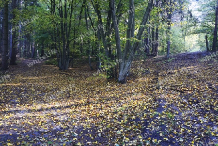 Wanderwege im Herbst im Landschaftsschutzgebiet Briesetal bei Berlin, Brandenburg, Deutschland, Europa