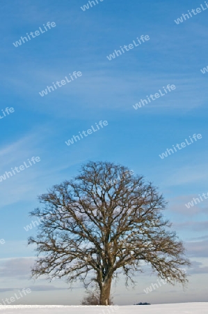 winterliche Szene mit einsamem Baum