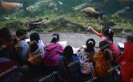 Das Siam Ocean World Aquarium in der Hauptstadt Bangkok von Thailand in Suedostasien.