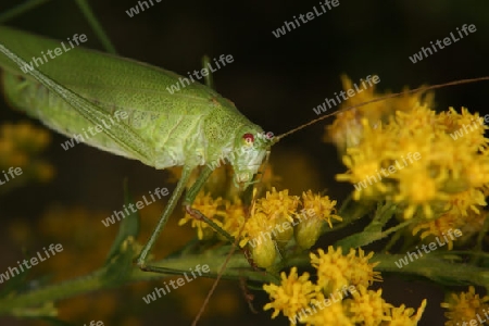 Gemeine Sichelschrecke (Phaneroptera falcata) auf einer Bluete