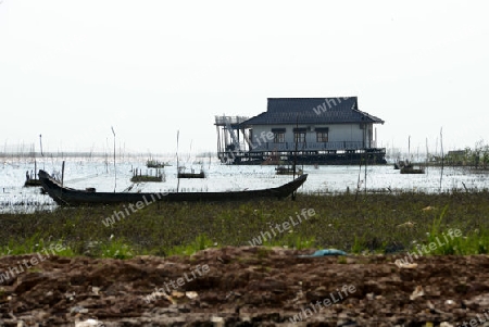 The Lake Village Kompong Pluk at the Lake Tonle Sap near the City of Siem Riep in the west of Cambodia.