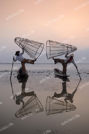 Fishermen at sunrise in the Landscape on the Inle Lake in the Shan State in the east of Myanmar in Southeastasia.