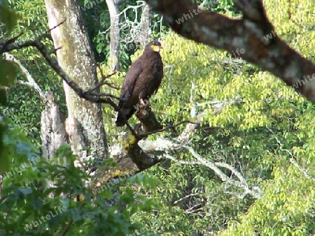 serpent eagle