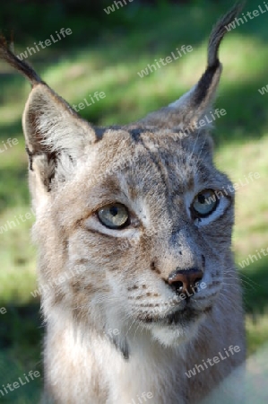 Lynx