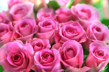 Pink Roses