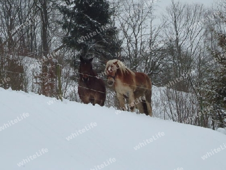 Winterspaziergang