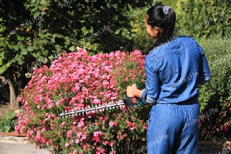 to cut a plant in the garden