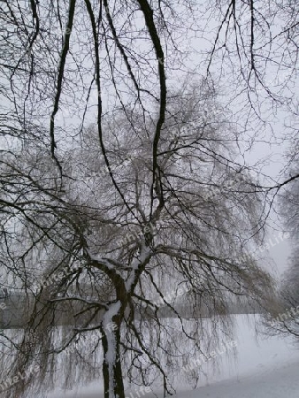 Baum im Winter