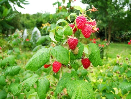 Gartenhimbeeren