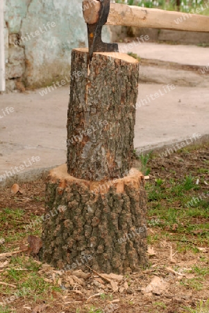 Tree log