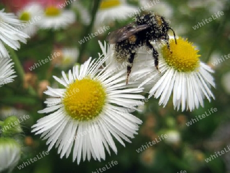 Hummel bei der Arbeit