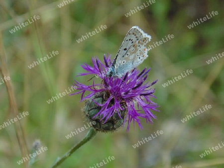 Schmetterling auf Blume1